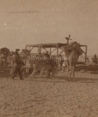 Camels