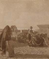Loading Camels