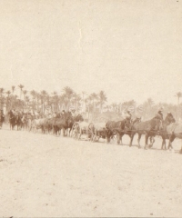 Wagons in the desert